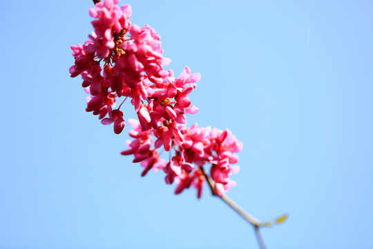 紫荆花