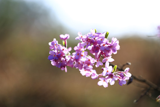 紫色小花