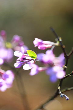 芫花