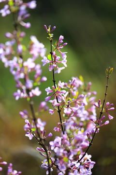 芫花