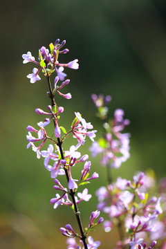 芫花