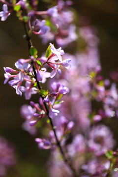 芫花