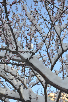 桃花雪