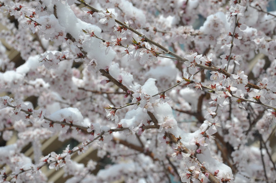 桃花雪