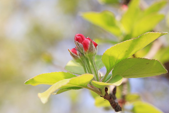 花蕾