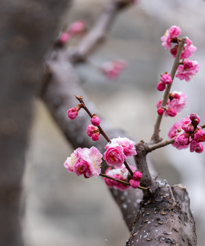 梅花