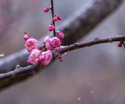 梅花