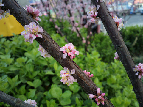 梅花