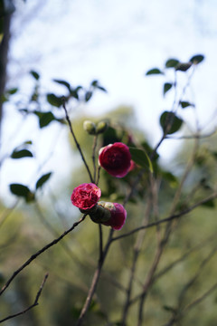 山茶花