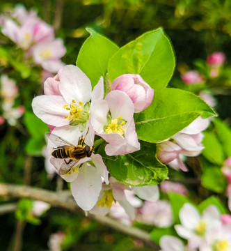 蜜蜂在苹果花上采蜜特写