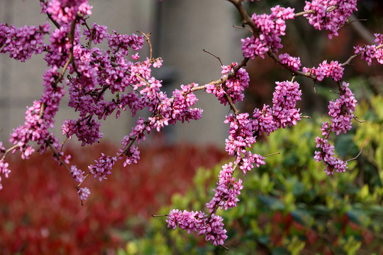 紫荆花