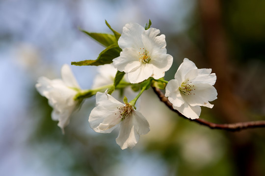 樱桃花