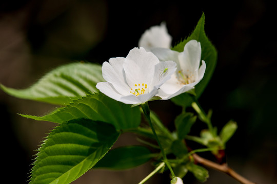 樱桃花