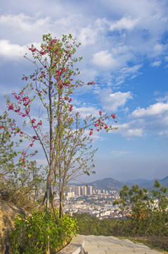 山顶路边的樱花树