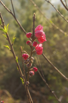 樱花花枝春意