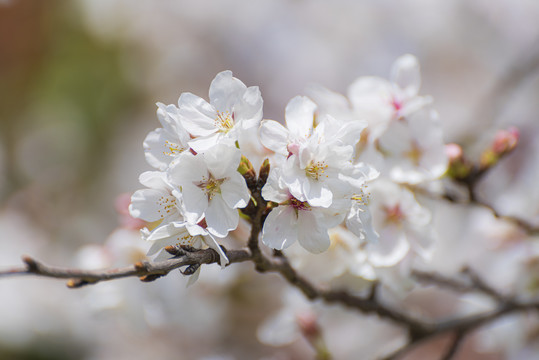 樱花