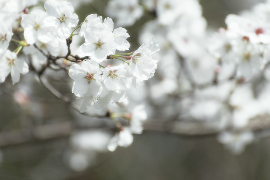 樱花