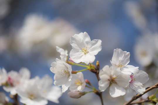 日本樱花