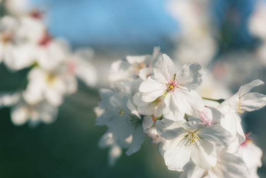 日本樱花