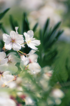 樱花