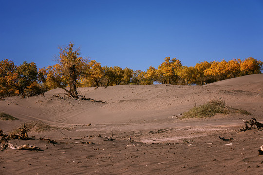 沙漠金色胡杨图片