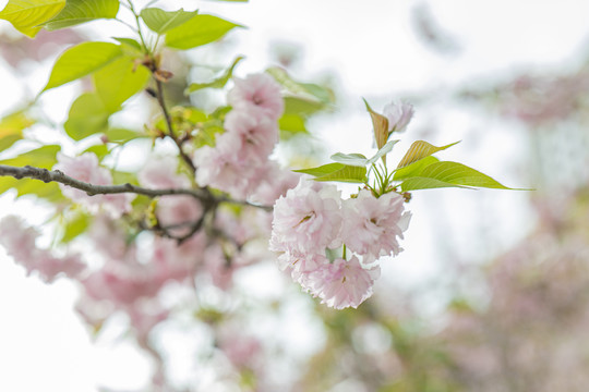 白樱花