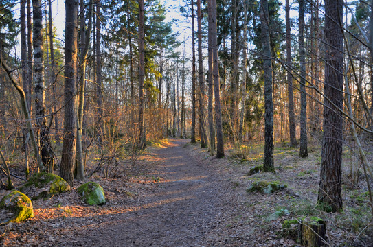 林中小路与森林
