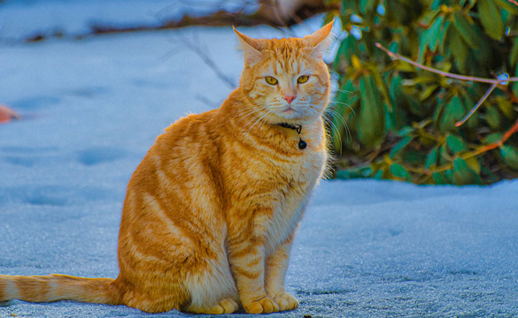 猫咪与宠物