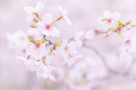 春天户外粉色樱花绽放花朵