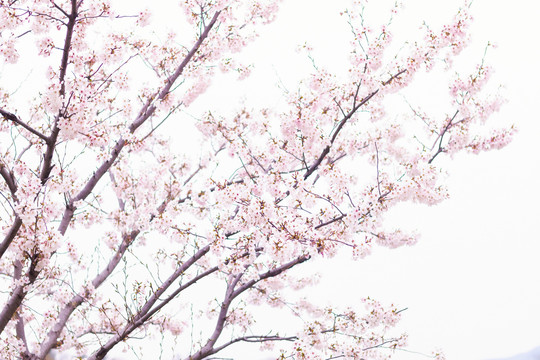 春天户外粉色樱花绽放花朵