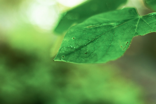 下雨天绿色树叶水滴雨水背景