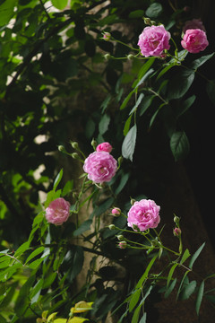 春暖花开绽放的月季花朵