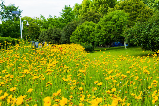 春天户外黄色野花大片花丛