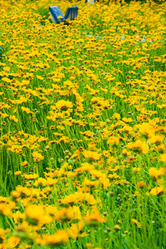春天户外黄色野花大片花丛