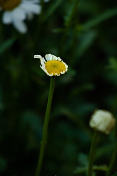 春天绿色植物野花花苞