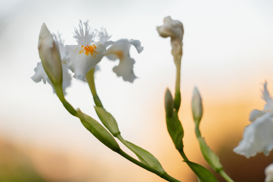 春天绿色植物野花花苞