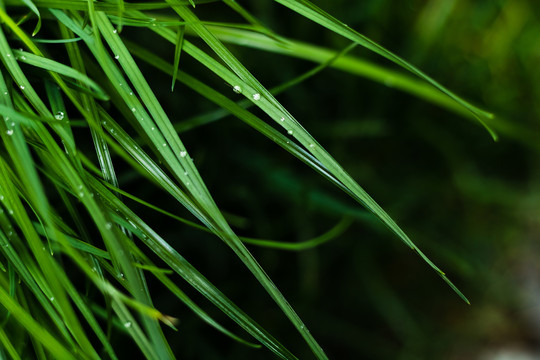 下雨雨后水珠湿润潮湿草地树叶