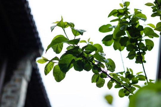 下雨雨后水珠湿润潮湿草地树叶