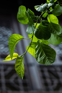 下雨雨后水珠湿润潮湿草地树叶