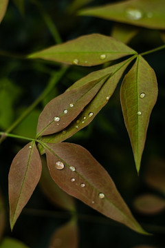 绿色枫叶雨水湿润潮湿树叶春天