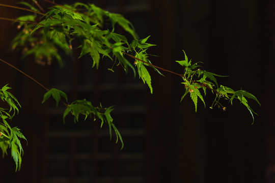 绿色枫叶雨水湿润潮湿树叶春天