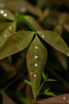 绿色枫叶雨水湿润潮湿树叶春天