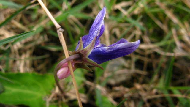 紫花地丁