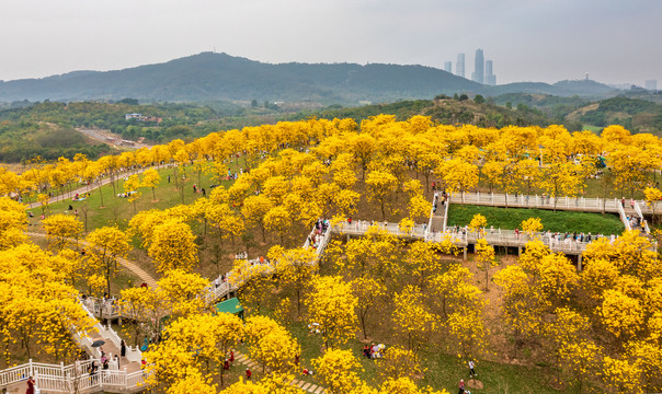 黄花风铃