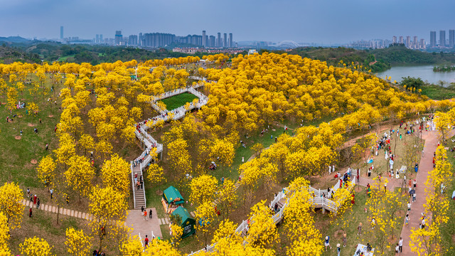 黄花风铃