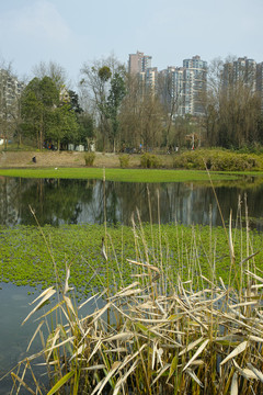 湿地公园低碳城市