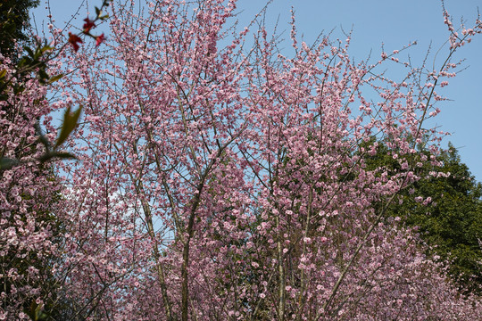 梅花