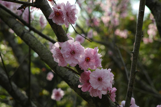 梅花