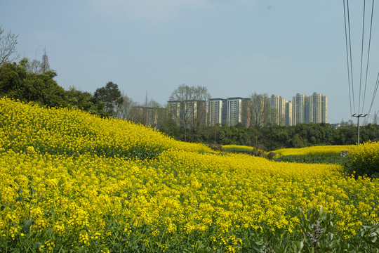 油菜花