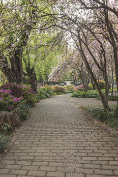 垂丝海棠蜿蜒休闲步道